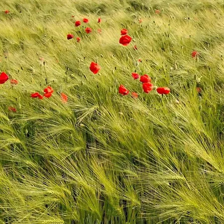 Hebels Auszeit